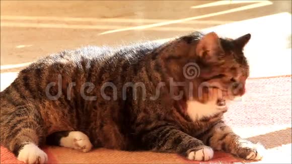 泰比猫躺在地毯上清洁自己视频的预览图