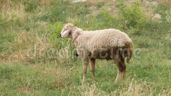 夏天在绿野上放牧的羊视频的预览图