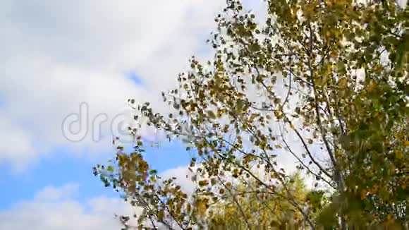 白杨树在秋风中落叶视频的预览图