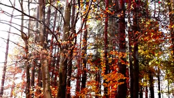 在秋天的森林里用阳光照射树干向上倾斜视频的预览图