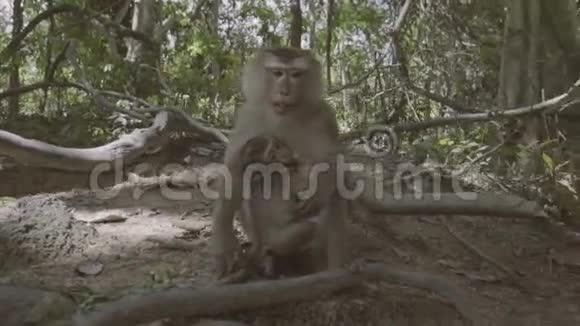 猴子带着婴儿坐在地上吃坚果泰国普吉岛猴山视频的预览图