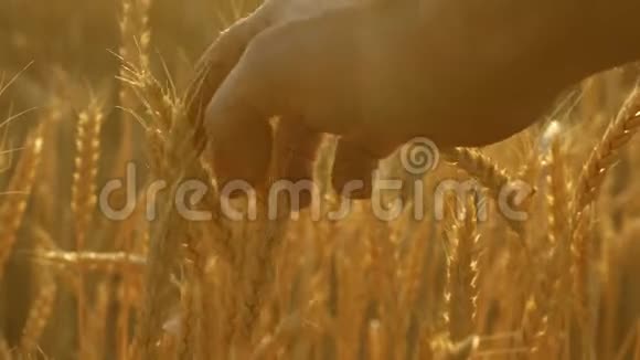 农业工人检查一块熟麦地农民的手在日落时触摸小麦的耳朵麦田里的农夫视频的预览图