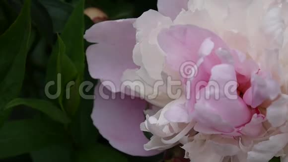粉红色的牡丹花紧贴在花坛上高清视频镜头静态摄像机视频的预览图