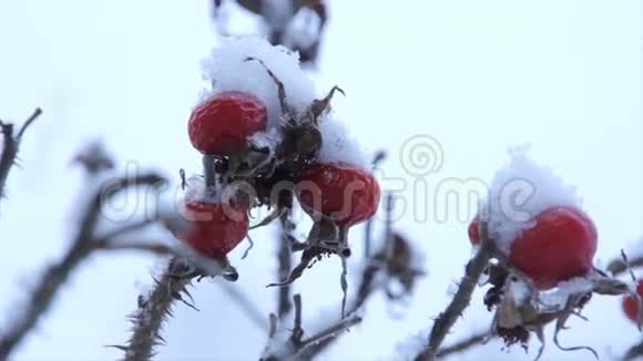 雪下的冰冻浆果视频的预览图