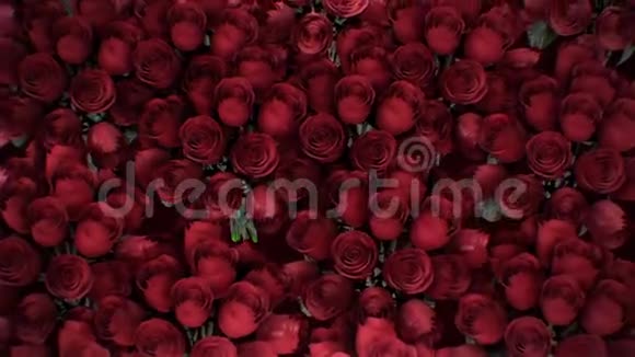许多红玫瑰的背景视频的预览图