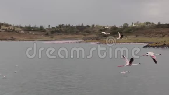 在湖里飞粉火烈鸟视频的预览图