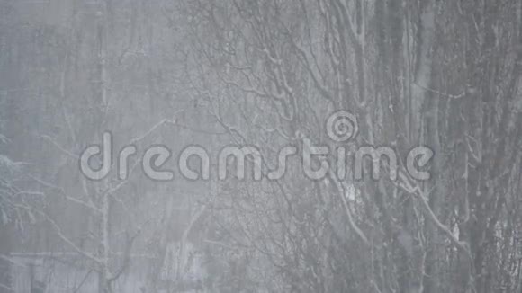 无叶大杨树背景下的积雪视频的预览图