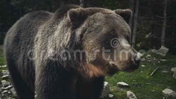 野生棕熊熊视频的预览图