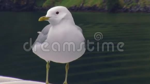白色海鸥的景色留在有绿色森林的山上的船上夏日海鸟风视频的预览图