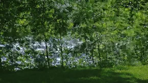 在湍急的河流中从绿树的风叶中挥手的景色夏日阳光明媚没有人视频的预览图