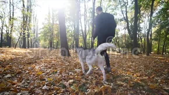 秋天公园里一个带着哈士奇走的人慢动作视频的预览图