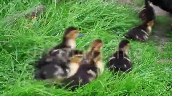 一只母鸭和一只小鸭子一起进家禽里去视频的预览图