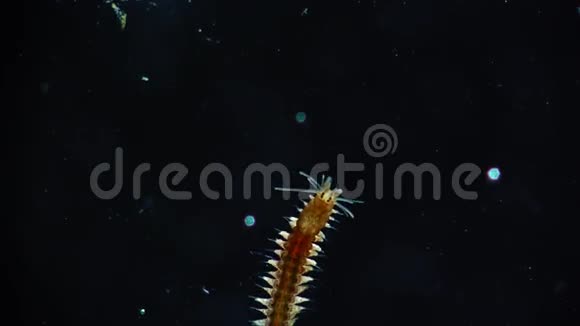 海洋多毛虫Nereis视频的预览图