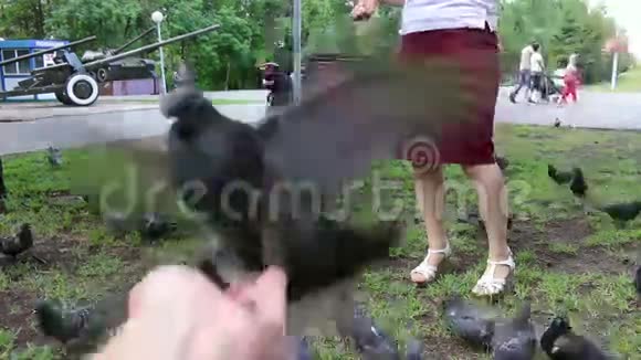 鸽子鸽子从一只手里吃种子夏日公园波夫视频的预览图