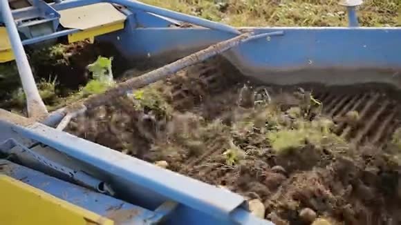 工作中马铃薯收获的机制土豆的秋季清洁农民收获的收获视频的预览图