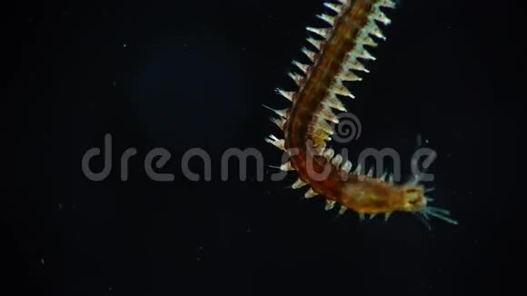 海洋多毛虫Nereis视频的预览图