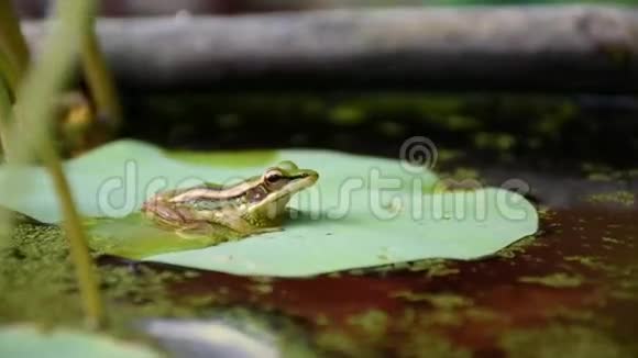 荷叶上的青蛙绿蛙视频的预览图