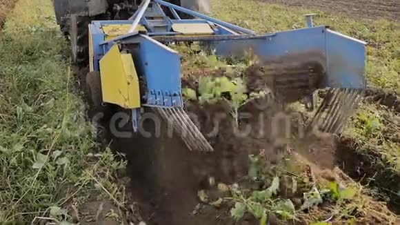 工作中马铃薯收获的机制土豆的秋季清洁农民收获的收获视频的预览图