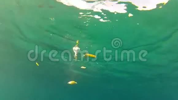 海鸥在水上降落在水下进食视频的预览图
