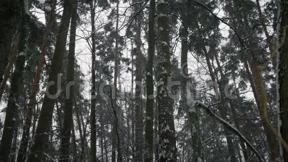 冬天森林里下雪视频的预览图
