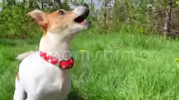 可爱的小狗杰克罗素在清新的夏日草地上视频的预览图