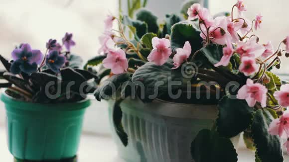 家里窗台上的花放在花盆里它们是粉红色和紫色的上面有一个浇水罐视频的预览图