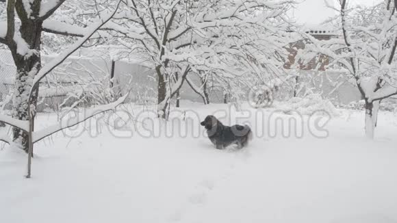 乡村雪中快乐的狗视频的预览图