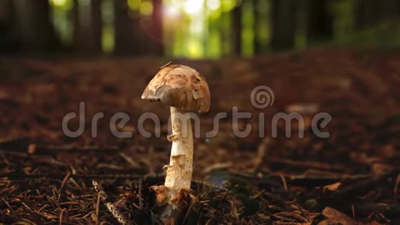 夏绿林中的蘑菇视频的预览图