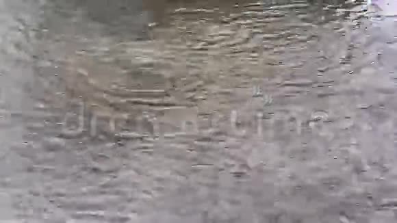飘落的雨滴和涟漪视频的预览图