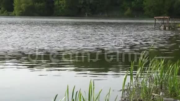树林里美丽的池塘绿树鸟视频的预览图