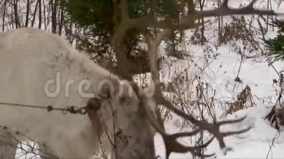驯鹿大鹿角在雪地里觅食视频的预览图