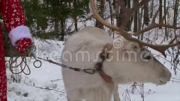 缰绳里有驯鹿圣诞老人抱着鹿视频的预览图
