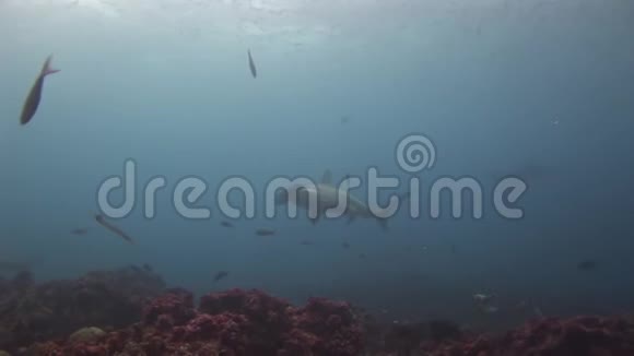 锤头鲨鱼锤捕食者水下寻找海底食物视频的预览图