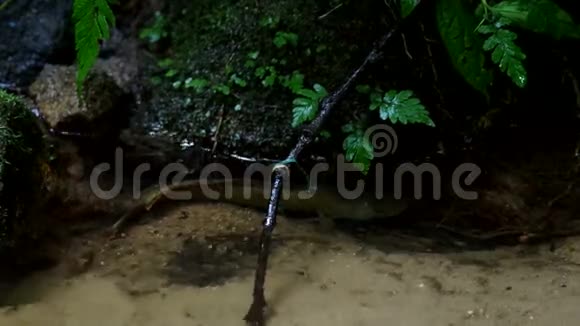 鱼藏在小溪的岩石下面视频的预览图