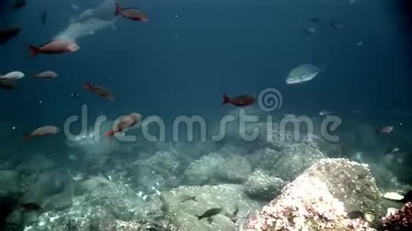 锤头鲨鱼锤捕食者水下寻找海底食物视频的预览图
