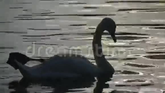 天鹅在阳光照射下在干净的水里游泳视频的预览图