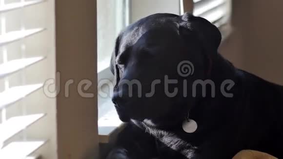 黑色拉布拉多犬在窗口打瞌睡视频的预览图