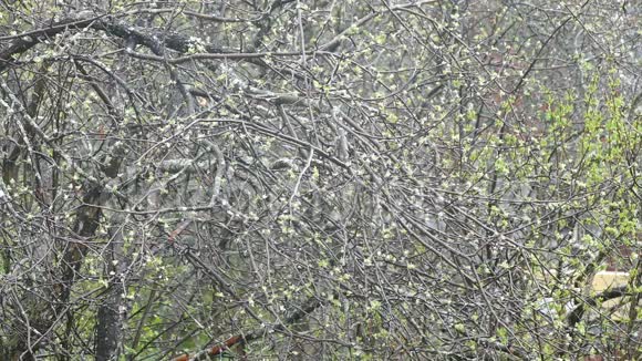 花园里的雨落在一棵树上树上有白芽视频的预览图