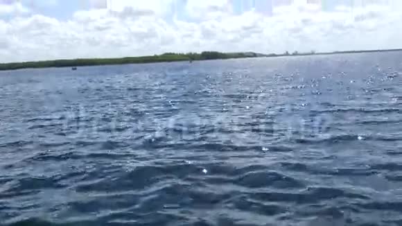 在佛罗里达水域游泳的几只海豚视频的预览图