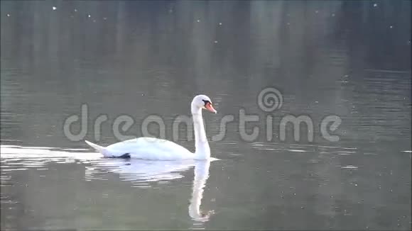 夏天天鹅漂浮在湖面上视频的预览图