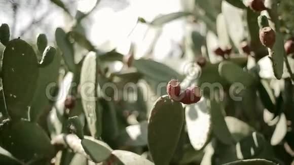 在绿的热带树上观看在阳光下有红色带刺的圆形胎儿夏日无云的日子植物视频的预览图