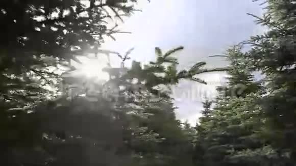 在茂密的森林中观看阳光下有绿色的南瓜夏日自然没有人森林视频的预览图