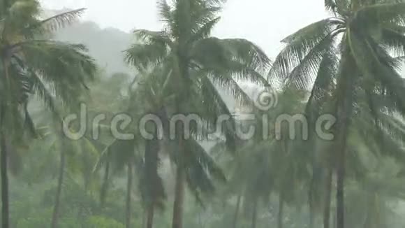 热带暴雨下的棕榈树视频的预览图