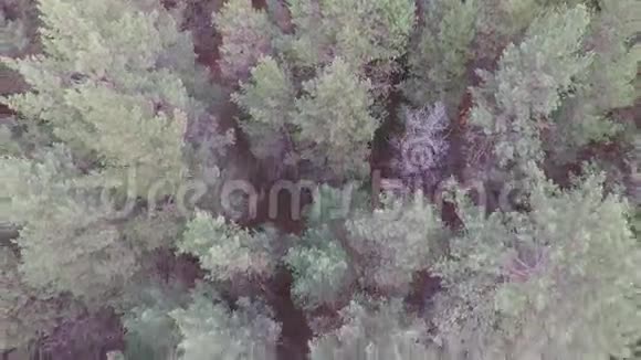 飞过森林视频的预览图