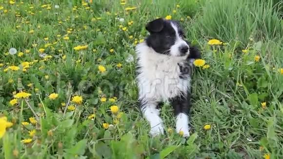 春天在草地上流浪狗视频的预览图