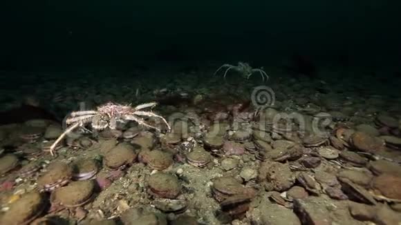 堪察加海底的金蟹和海扇贝视频的预览图