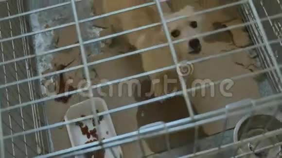 可怜的狗被关在笼子里视频的预览图