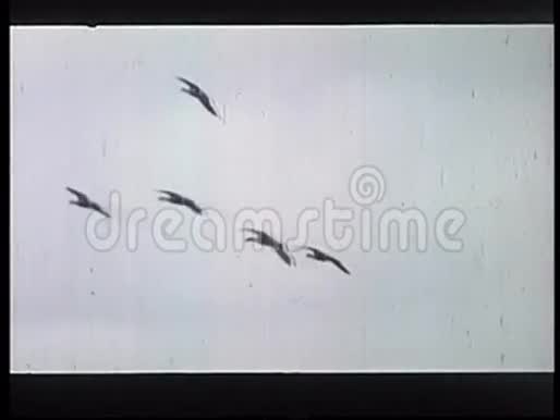 一群鸟在阿拉斯加的天空中飞翔视频的预览图