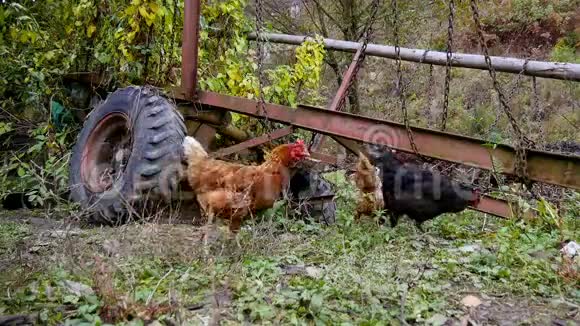农场的母鸡和小鸡视频的预览图