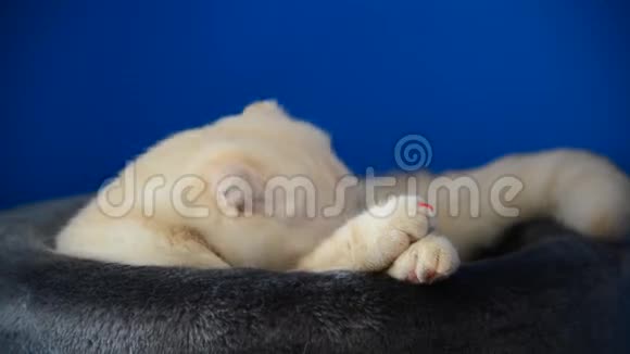 苏格兰小猫躺在沙发上舔毛视频的预览图